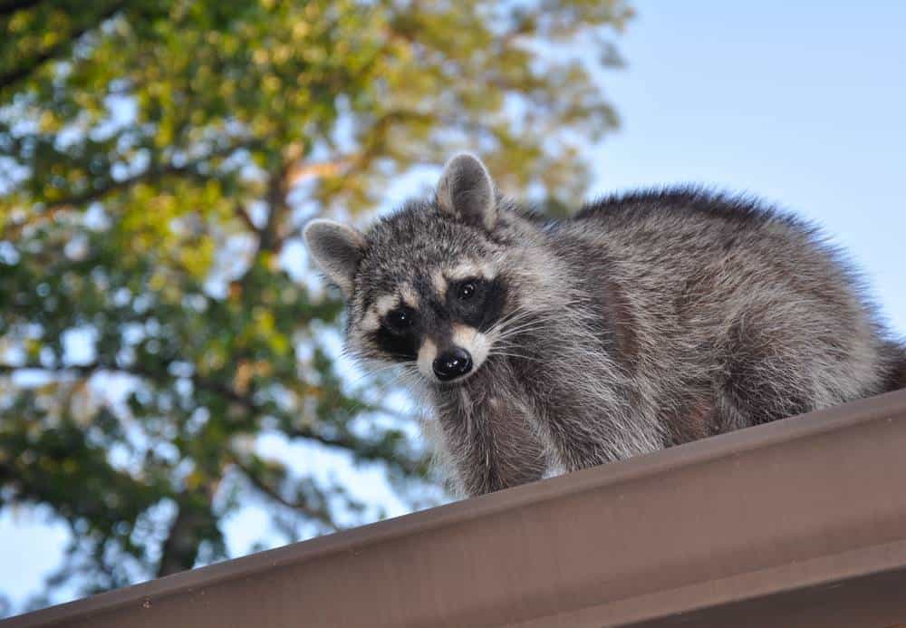raccoon on roof