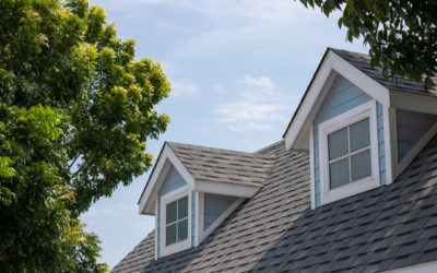 The Relationship Between Your Roof and Trees