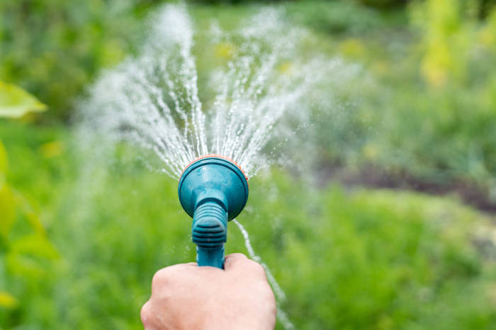 watering grass and plants with a hose