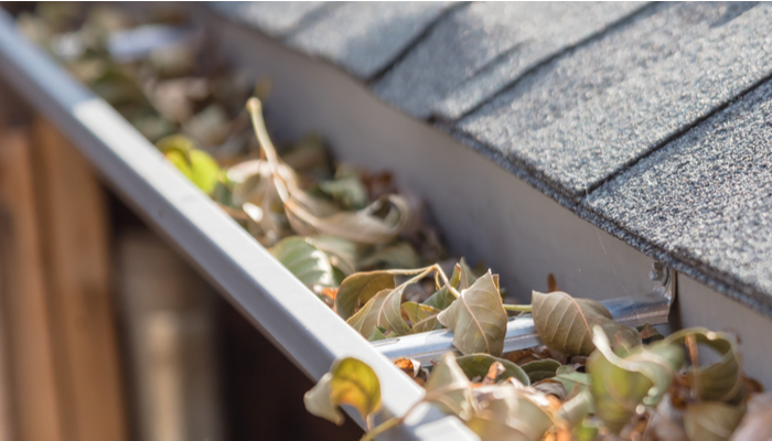 close up view of clogged gutter near roof shingles of residential house full of dried autumn leaves and dirt