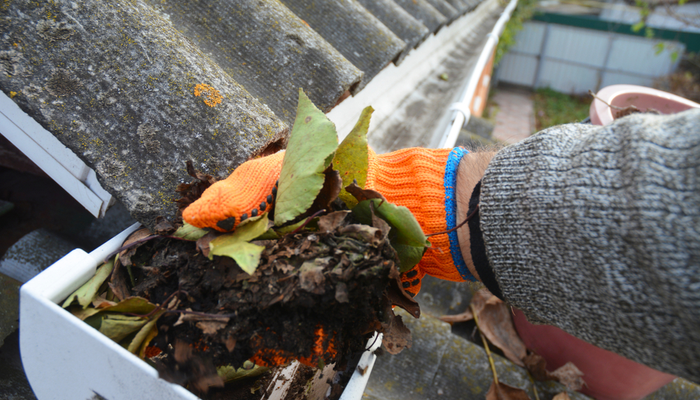 A man with gloves is cleaning a clogged roof gutter from dirt, debris and fallen leaves to prevent water damage and let rainwater drain properly