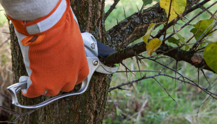 man with orange gloves pruning fruit trees by using pruning shears