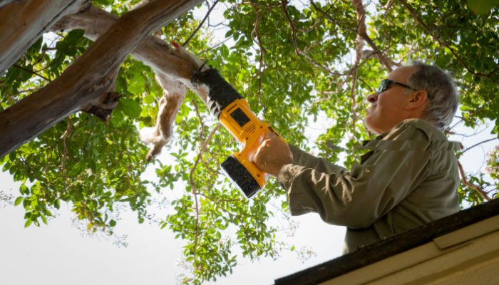 Middle-aged man with sun glasses trimming branches from a crape myrtle tree while standing on roof of house